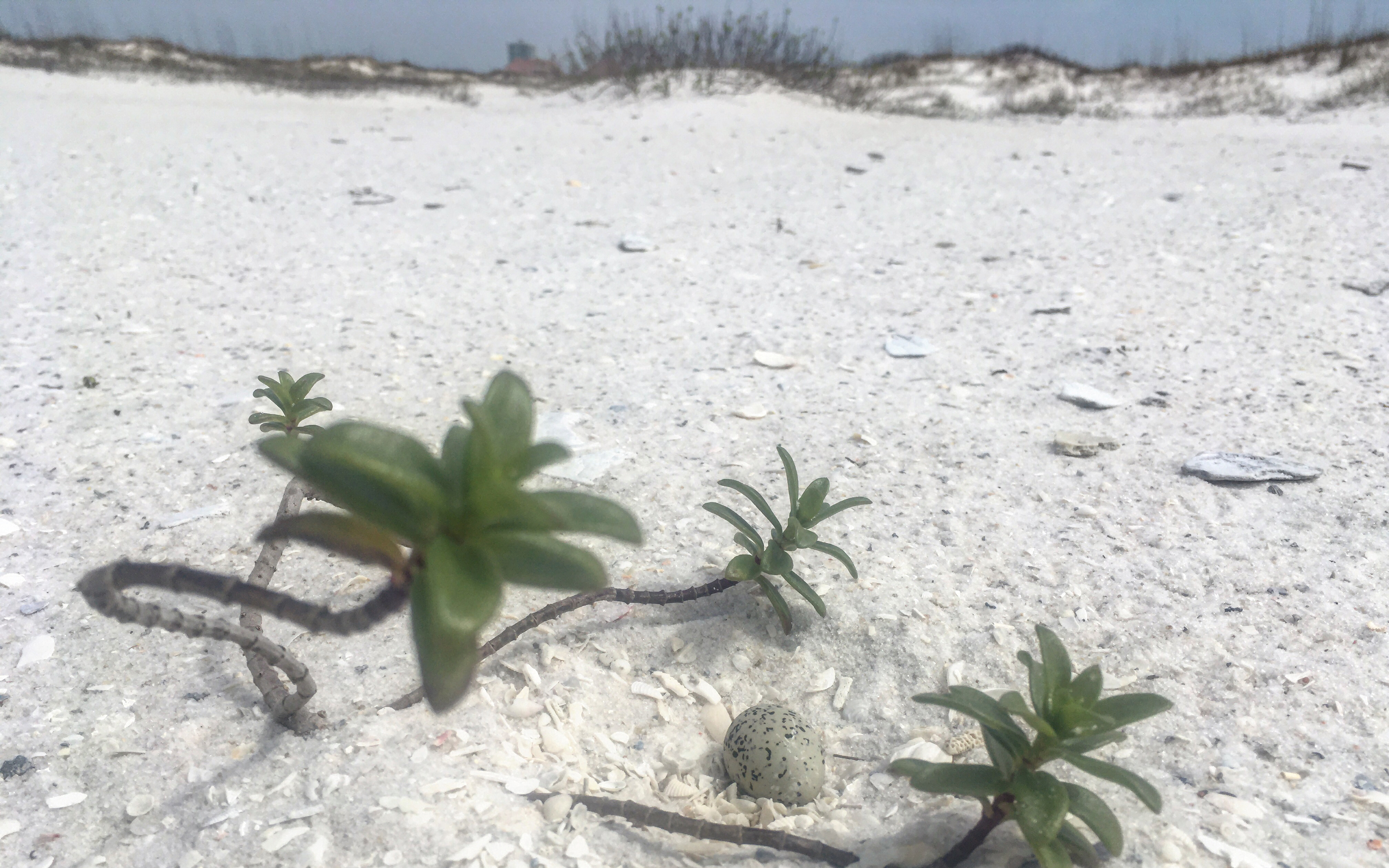 A small white egg with black spots sits on a white sand beach.