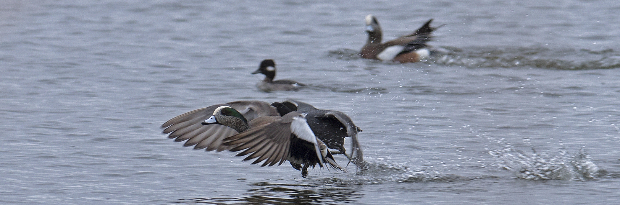 Several ducks take off from water. Several ducks take off from water.