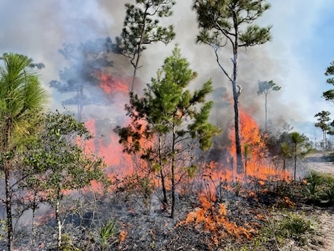 JacksonFire2 JacksonFire2
