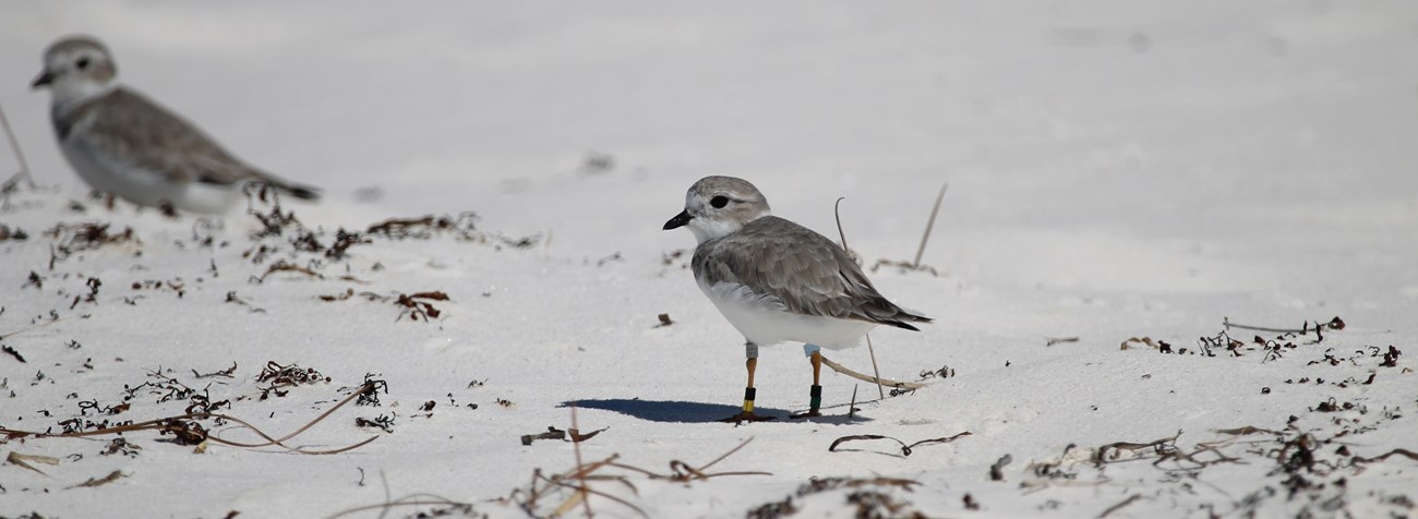 Two small white and brown birds stand on a white sand beach.