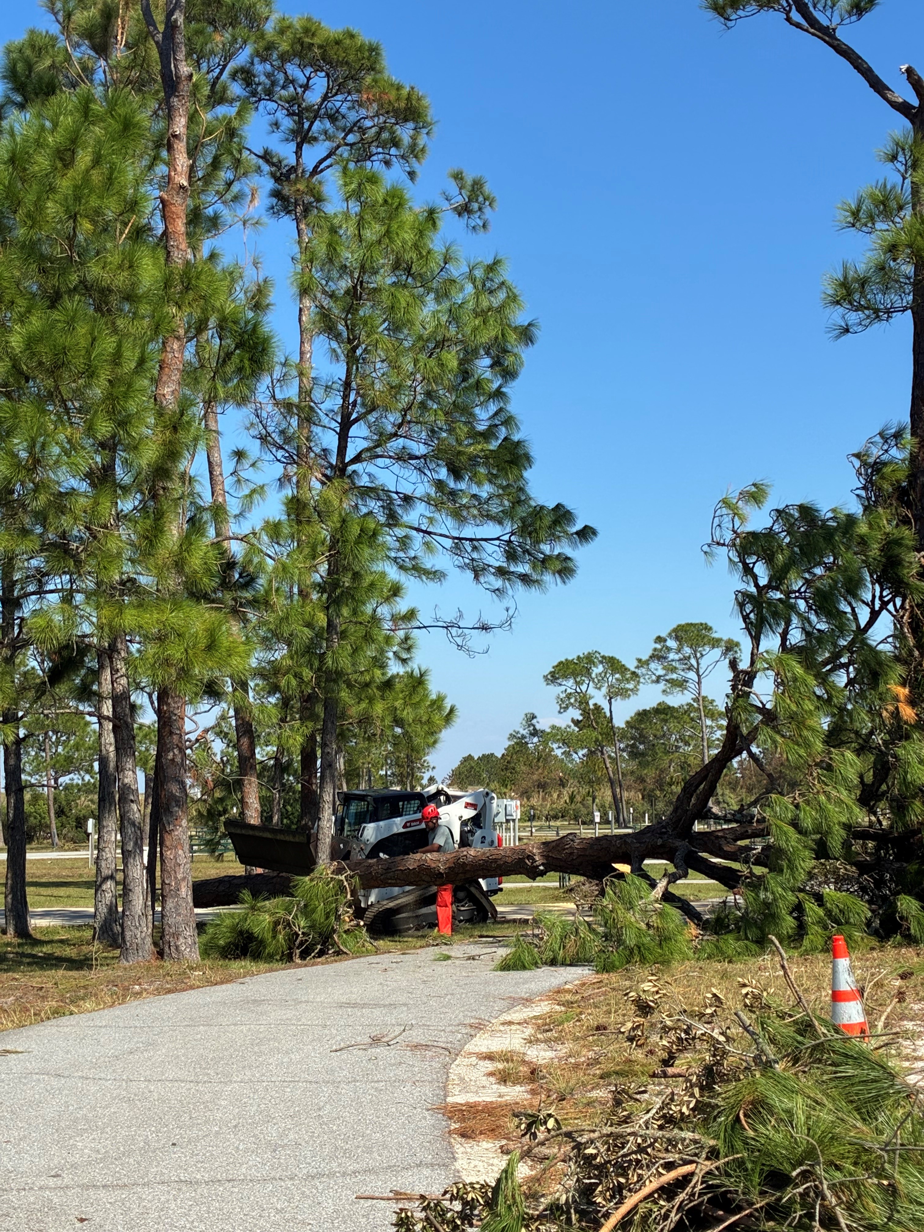 A man cuts a tree with a saw