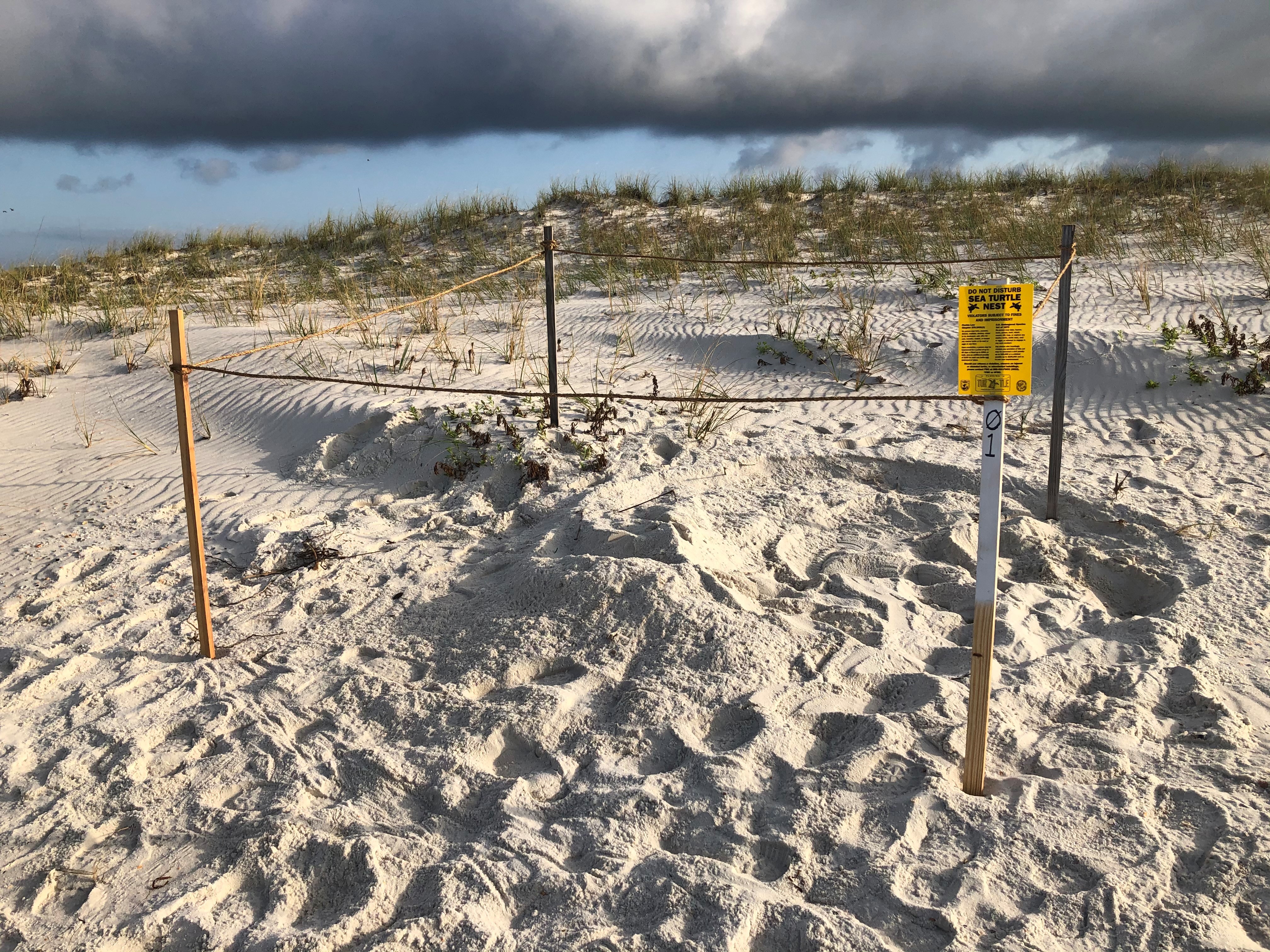 Sea turtle nest and tracks are identified on the shore of the Fort Pickens Area in Gulf Islands National Seashore, Florida.