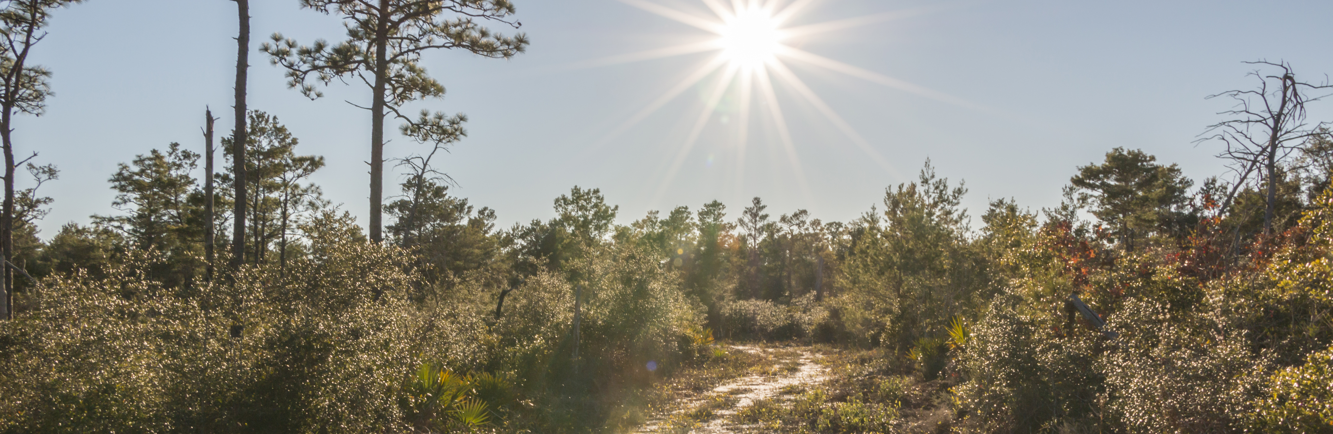 NatResources - Lower Mississippi Delta Region (U.S. National Park Service)