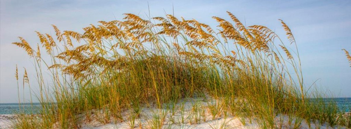 Florida Areas Landing Page Sea Oats atop of sand dune.