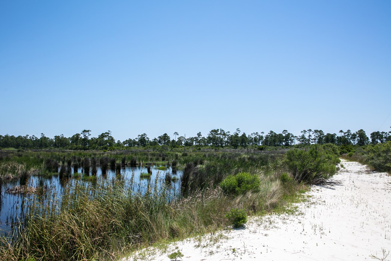 A sandy path on a remote island trails pasts a bayou and grasses.
