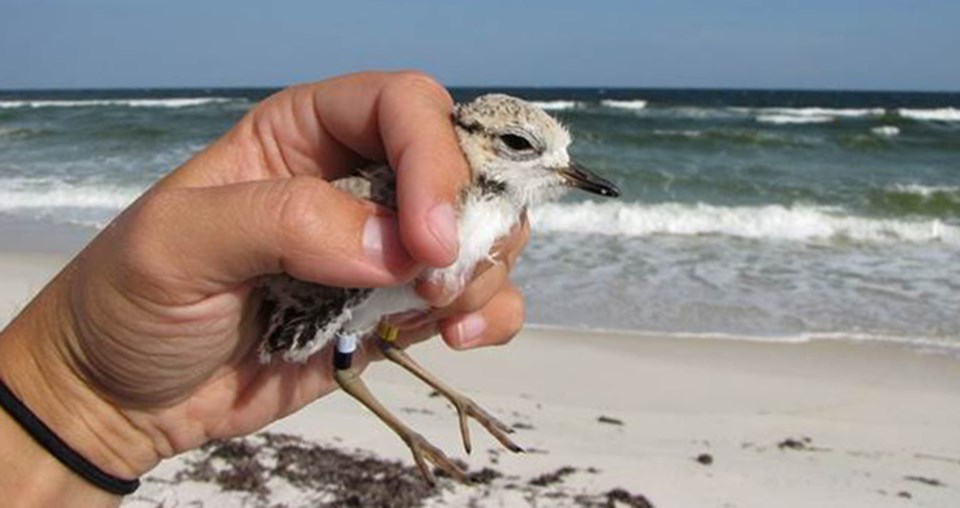 A person holds a banded shorebird.