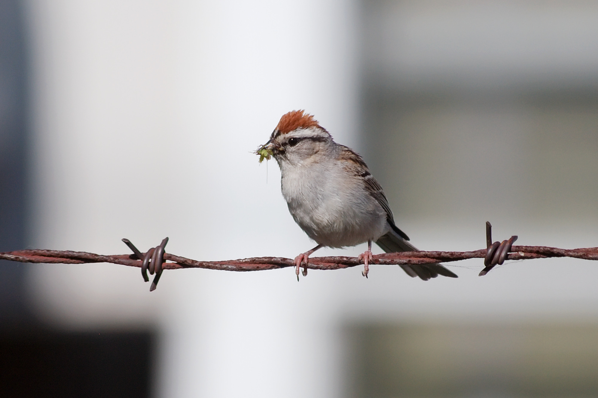2017 Christmas Bird Count 2017 Christmas Bird Count