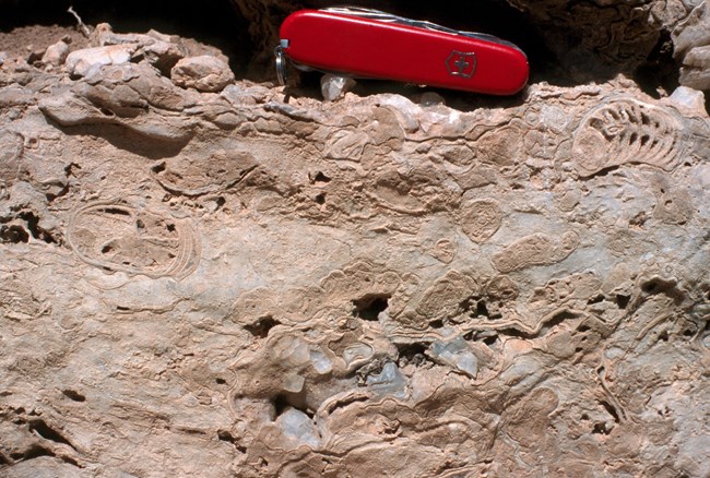 Fossilized remains of the Permian age reef system in a rock; a swiss army knife is present for scale to show that these fossils are small.