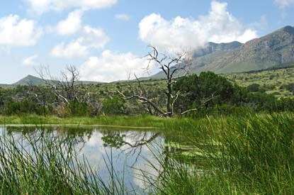 Manzanita Spring at the Frijole Ranch