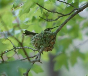 Hummingbird Hummingbird