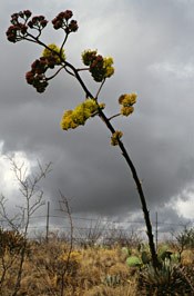An agave, or century plant blooms only once in its lifetime. An agave, or century plant blooms only once in its lifetime.