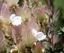 Many beautiful shrubs are found in Guadalupe Mountains National Park. Many beautiful shrubs are found in Guadalupe Mountains National Park.
