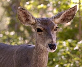 Mule deer are frequently seen in the park.