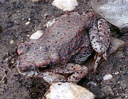 Red-Spotted Toad