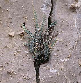 Visitors are often surprised to find ferns growing in the desert.