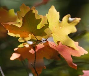 Big Tooth Maples offer an array of beautiful colors in late fall.