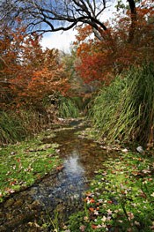 A meandering, intermittent stream supports the woodland riparian vegetation in McKittrick Canyon. A meandering, intermittent stream supports the woodland riparian vegetation in McKittrick Canyon.