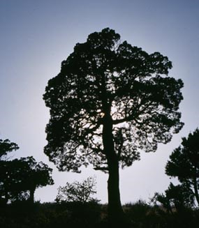 tree silhouette against the sky tree silhouette against the sky