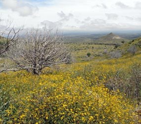An explosion of wildflowers blanket the desert along the Smith Spring Trail. An explosion of wildflowers blanket the desert along the Smith Spring Trail.
