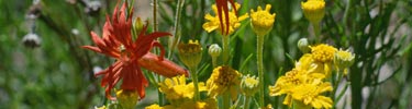 After summer rains, wildflowers flourish in the highcountry of the park.