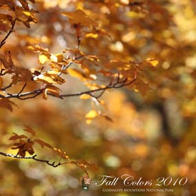 Fall Colors 2010