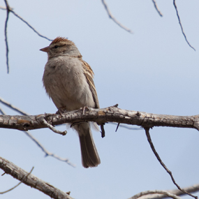 thumb_Chipping_Sparrow