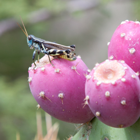 thumb_Grasshopper