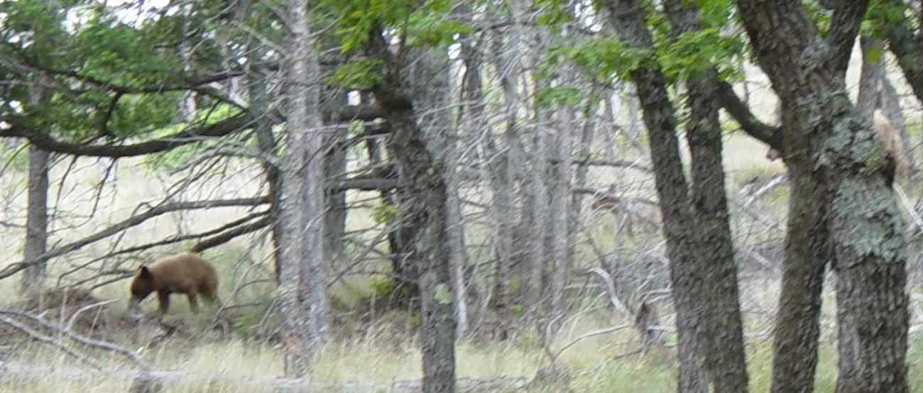 A forest scene with three bears partly visible through the trees