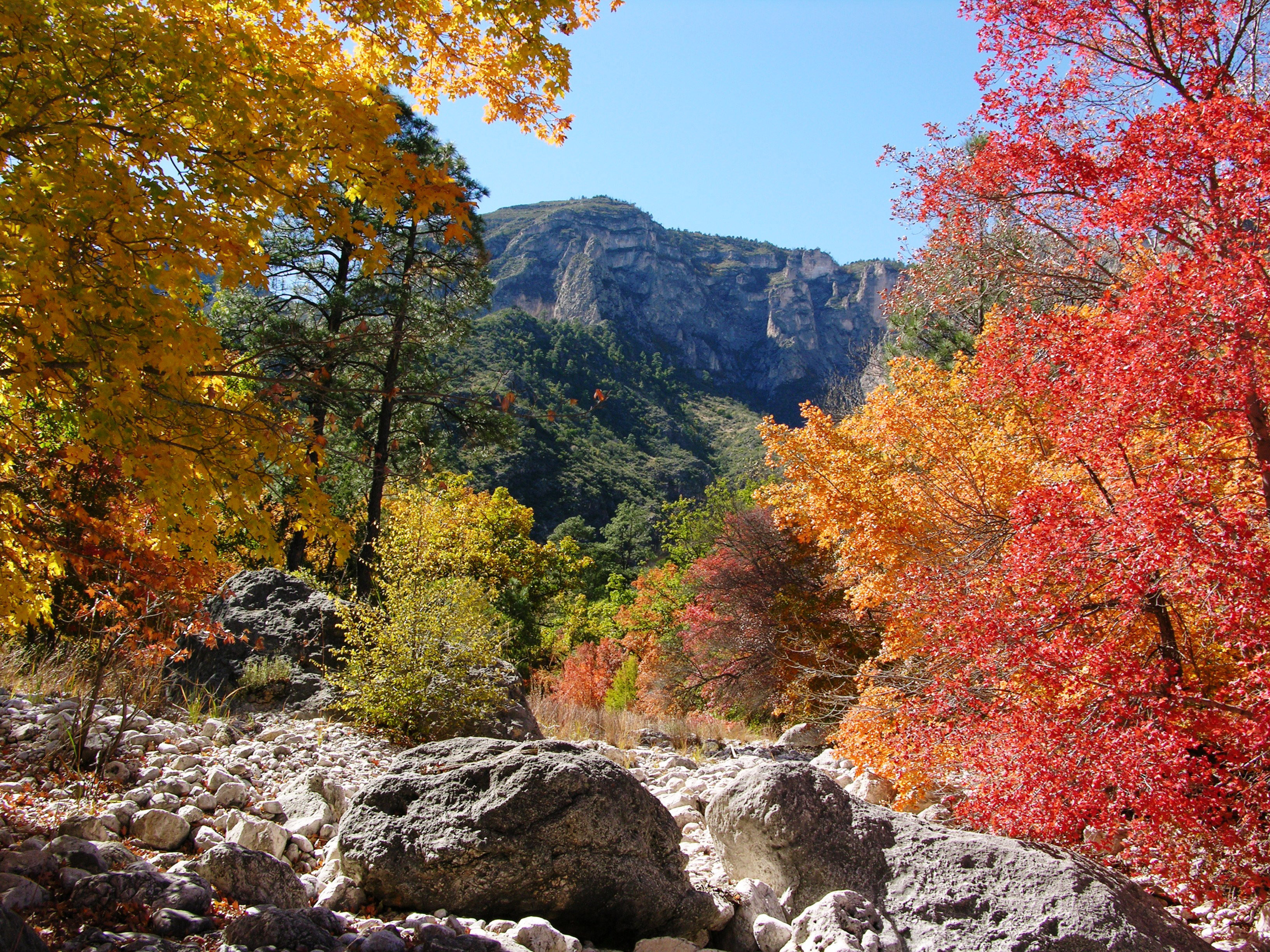 Fall Colors Report - Guadalupe Mountains National Park (U.S. National