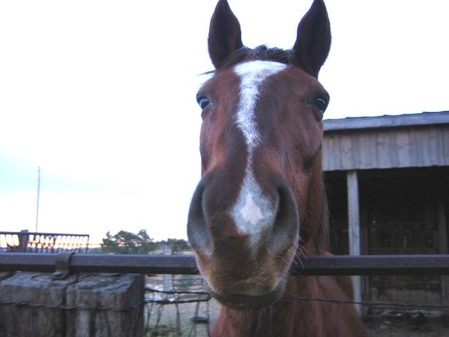 A photo of a horse at the corral in the Frijole Ranch area by Pine Springs.