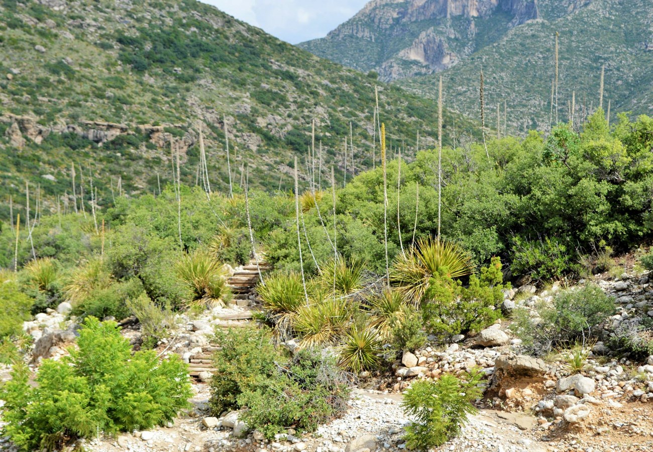 A trail winds through Chihuahuan desert vegetation