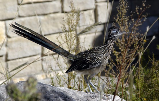 Roadrunner spotted near the visitor center.