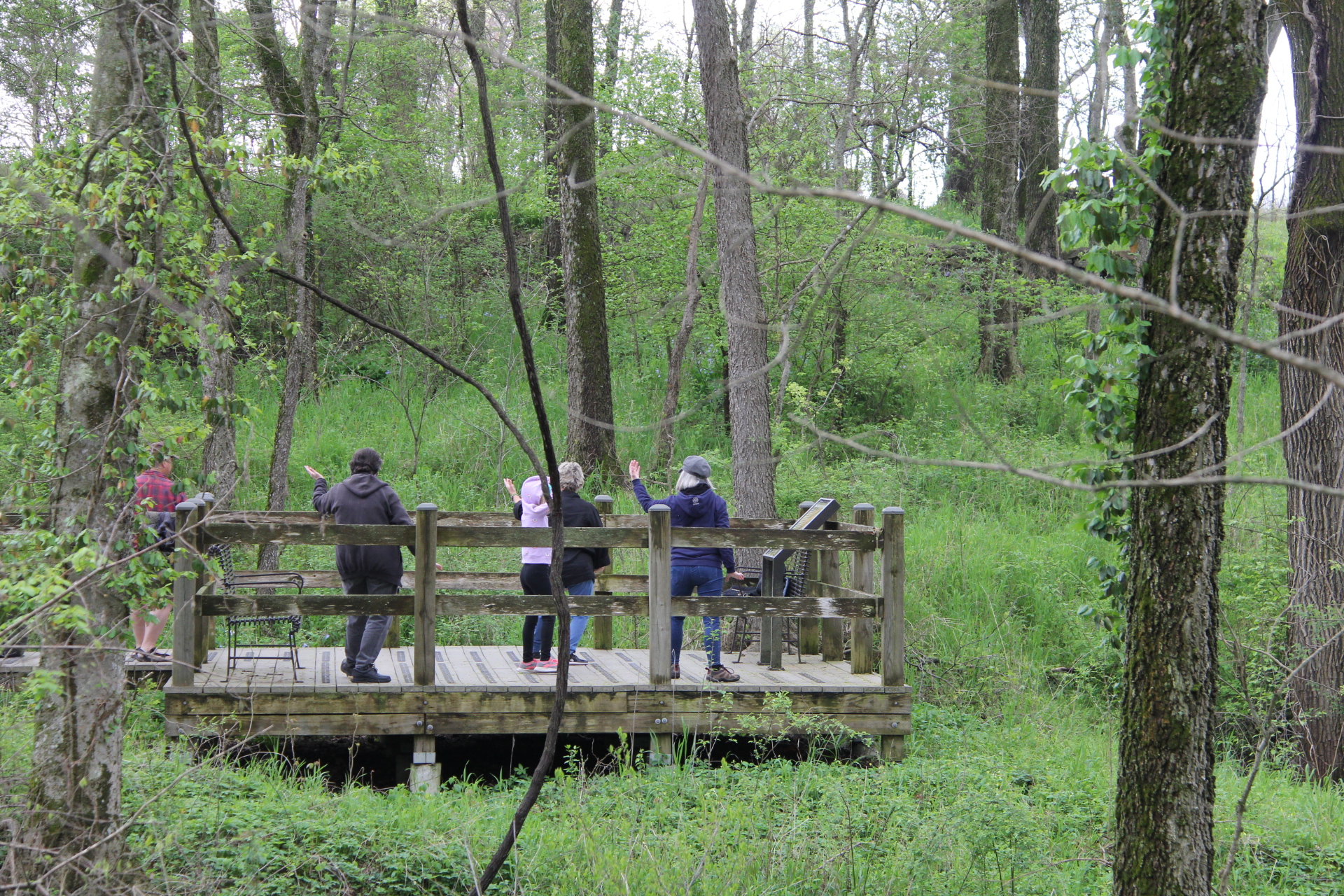 Visitors practicing Tai Chi surrounded by woodlands at the park.