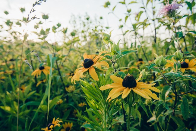 Black-eye Susan wildflowers at the park