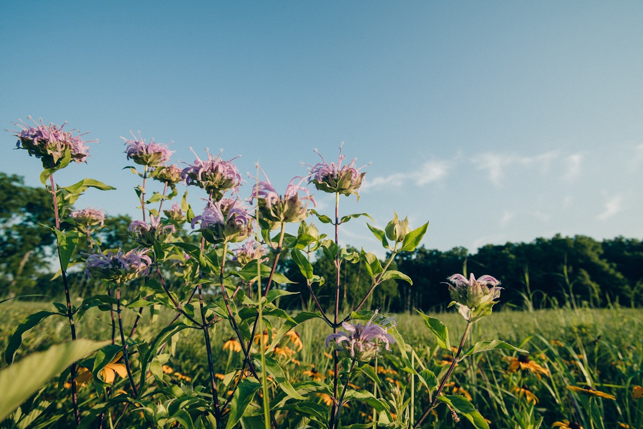 Purple and yellow flowers in a tallgrass prairie with blue sky.
