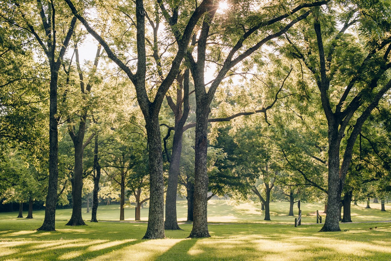 Trees at the park.