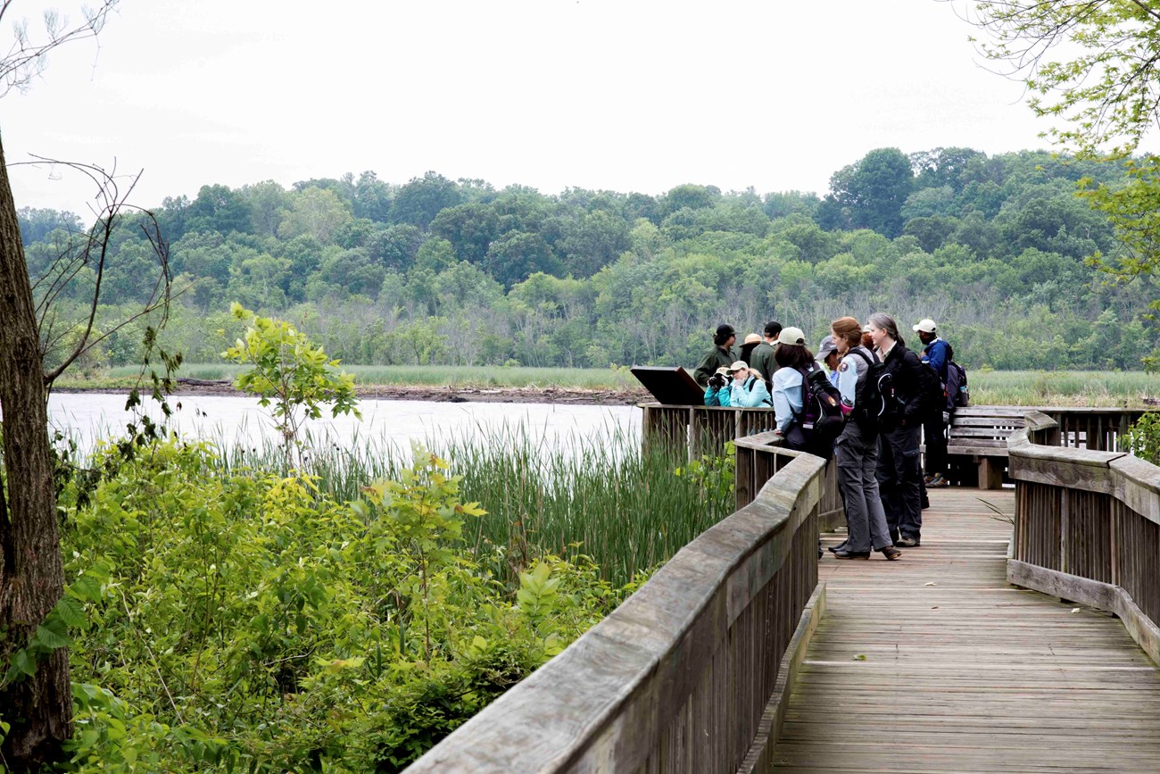 Visitors enjoy the scenic view of the Potomac River from the boardwalks that wind through the Dyke Marsh Wildlife Preserve