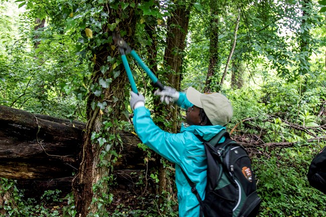 A volunteer helps cut down poison ivy/sumac from a tree at GWMP