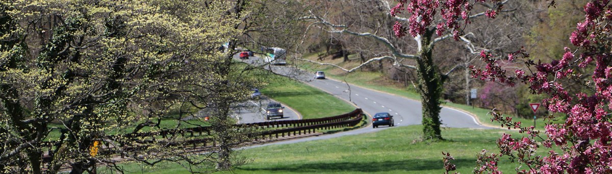 Flowers and the parkway