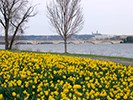 Daffodils bloom at Lady Bird Johnson Park