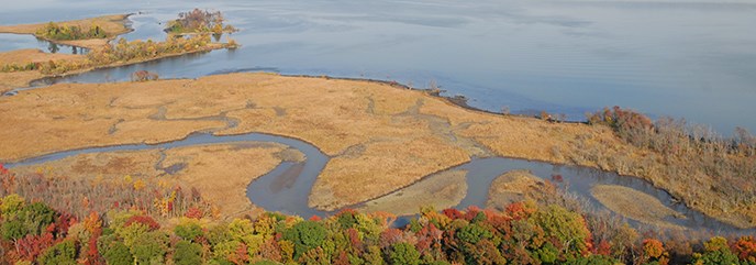 Aerial photograph of cattails and tidal guts in Dyke Marsh