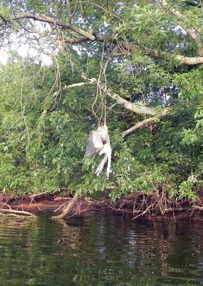 A great heron caught in a net