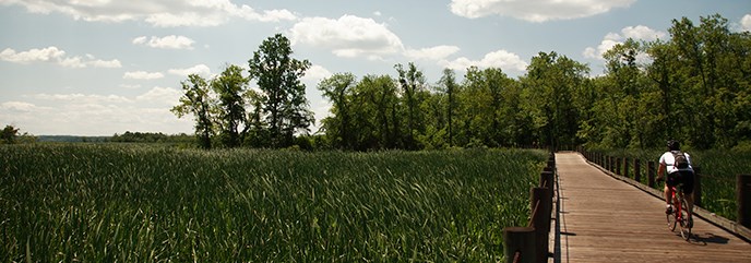 Boardwalk section of the Mount Vernon Trail surrounded by cattail marsh