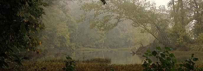 Potomac River bank in the fog