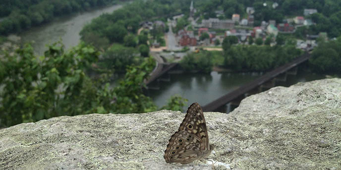 Butterfly on Maryland Heights with Lower Town in the background Butterfly on Maryland Heights with Lower Town in the background