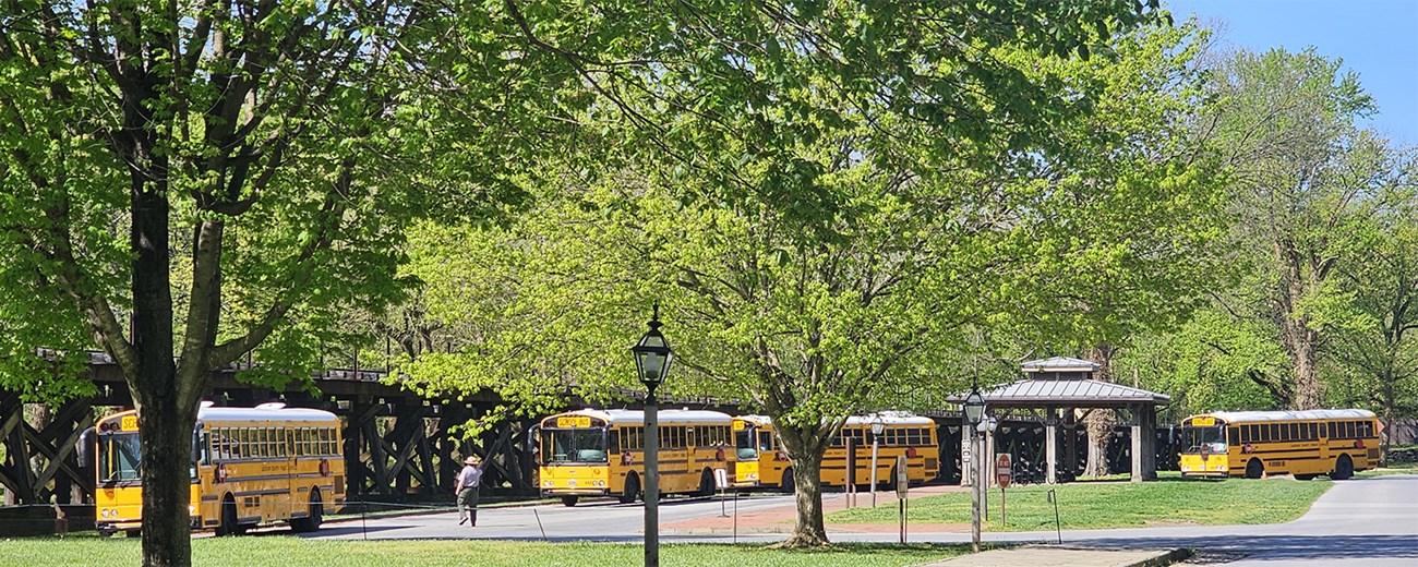 Buses pulling in to park as directed by a ranger.