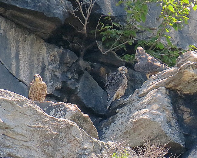 Three red, brown, and gray birds sit on rocks.