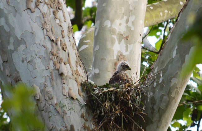 A young Red-Shouldered Hawk in an eyas (nest) on Virginius Island. They are sitting in their nest looking around. The young hawk is very fluffy and young.