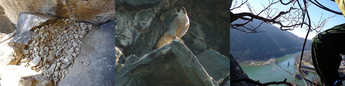 three images: gravel on a ledge; female peregrine falcon on a rock; view from rock ledge of Harpers Ferry