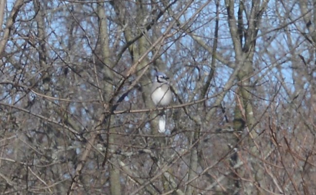 A male Blue Jay sitting in a tree in Harpers Ferry.